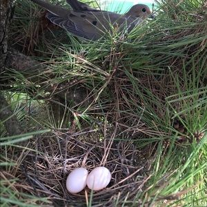 Meet your Posher, Joanne